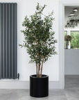 Artificial Olive Tree in Black Round Planter