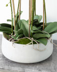Large Artificial Orchid In Stone Pot