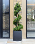 Artificial Spiral Topiary Tree In Black Stone Planter – Faux Buxus Outdoor Entrance Décor (150cm or 180cm Total Height)