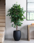 Premium Artificial Ficus Tree in Luno Anthracite Planter