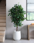 Premium Artificial Ficus Tree in White Ribbed Planter