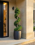 Artificial Spiral Topiary Tree In Black Stone Planter – Faux Buxus Outdoor Entrance Décor (150cm or 180cm Total Height)