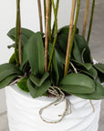 Artificial Floor Standing Orchid In Luxurious White Wave Pot