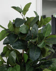 Artificial Ficus Elastica Rubber Tree in White Round Planter
