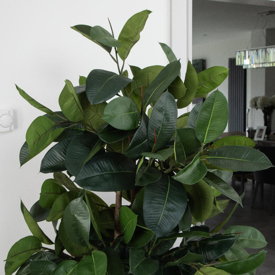Artificial Ficus Elastica Rubber Tree in White Round Planter