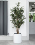 Artificial Olive Tree in White Round Planter