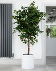 Artificial Ficus Tree UV/IFV in White Round Planter