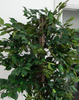 Artificial Ficus Tree UV/IFV in White Round Planter