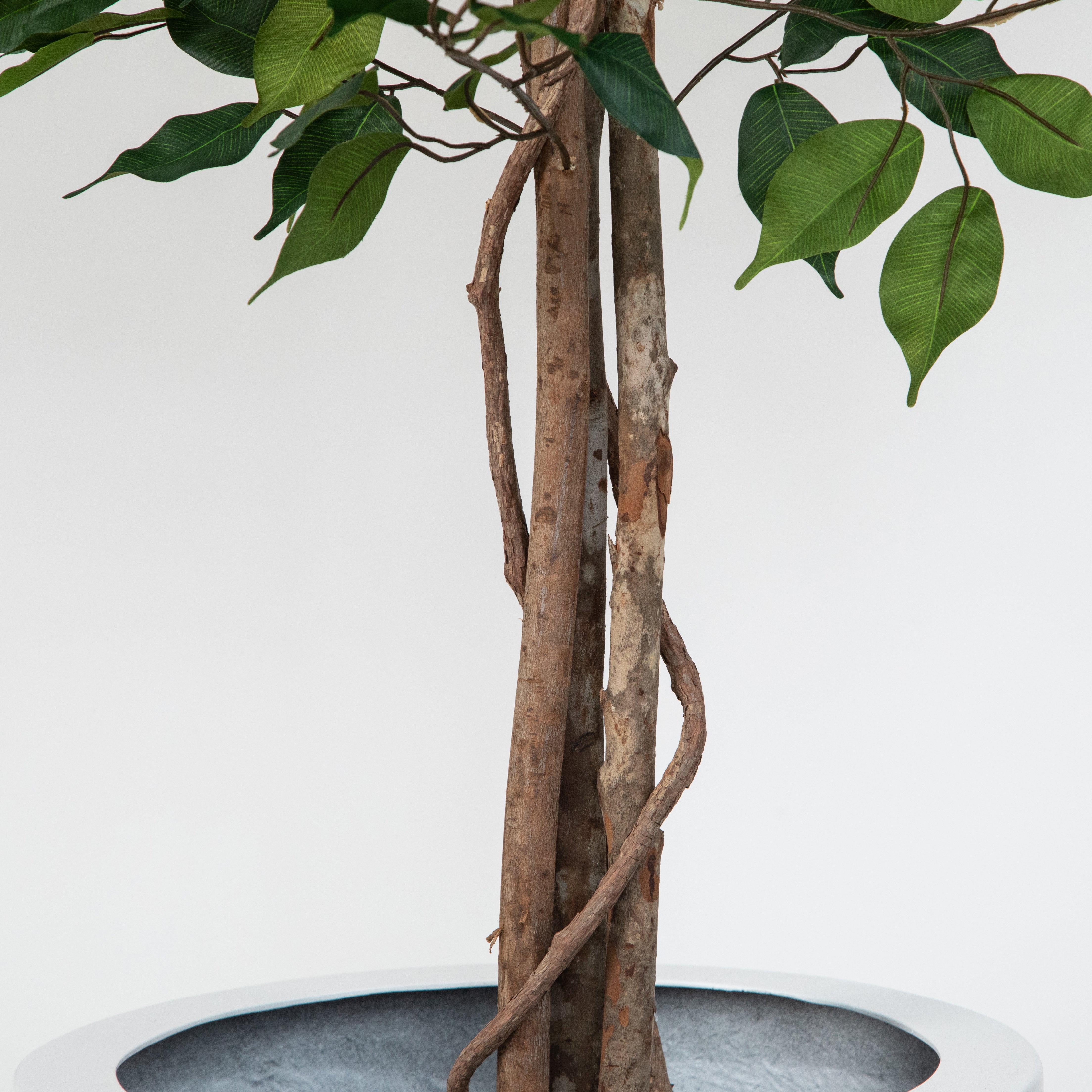 Premium Artificial Ficus Tree in White Round Planter