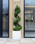 Artificial Spiral Topiary Tree In White Stone Planter – Faux Buxus Outdoor Entrance Décor (150cm or 180cm Total Height)