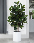 Artificial Ficus Elastica Rubber Tree in White Round Planter