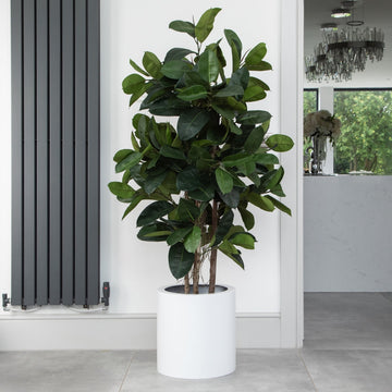 Artificial Ficus Elastica Rubber Tree in White Round Planter