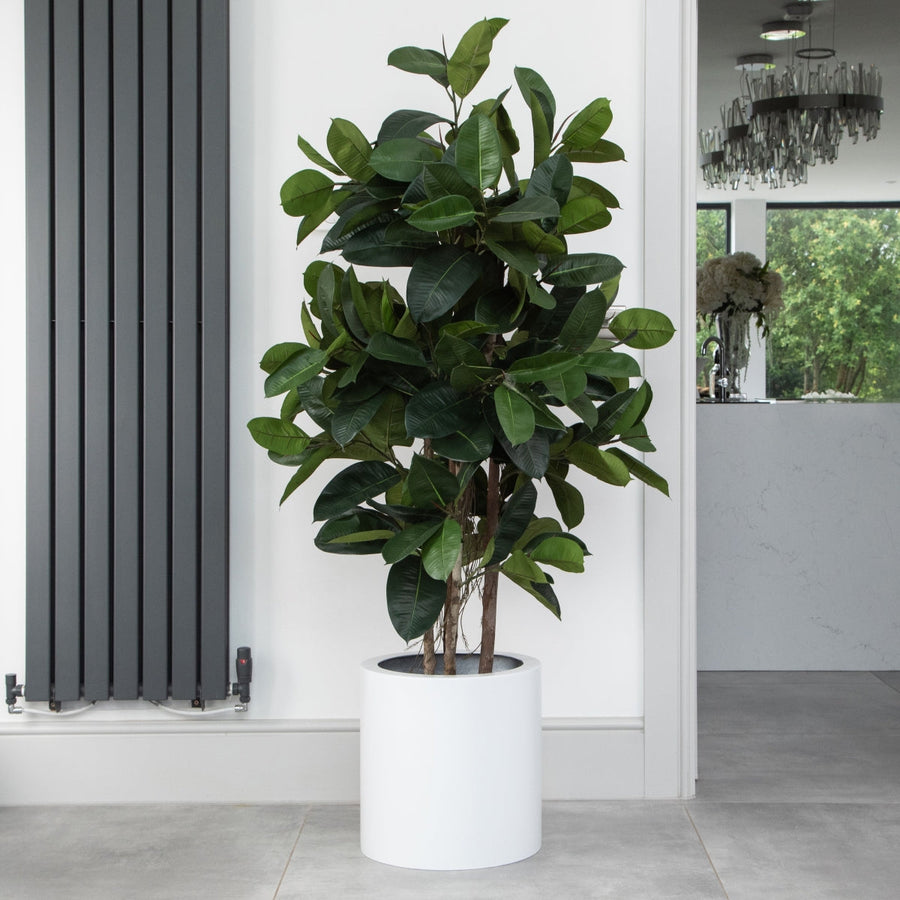 Artificial Ficus Elastica Rubber Tree in White Round Planter