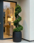 Artificial Spiral Topiary Tree In Black Stone Planter – Faux Buxus Outdoor Entrance Décor (150cm or 180cm Total Height)